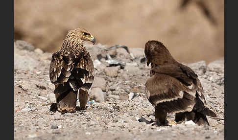 Kaiseradler (Aquila heliaca)