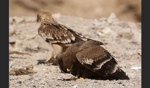 Kaiseradler (Aquila heliaca)