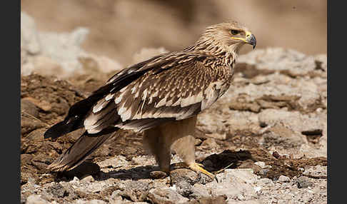 Kaiseradler (Aquila heliaca)