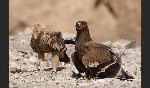 Kaiseradler (Aquila heliaca)