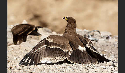 Steppenadler (Aquila nipalensis)