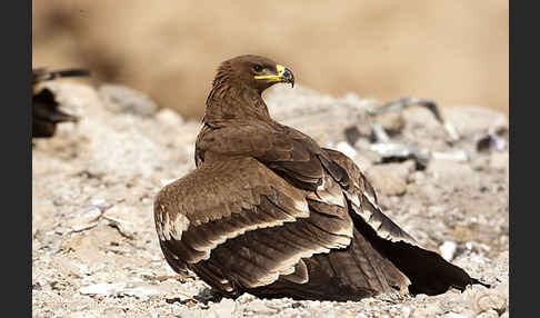 Steppenadler (Aquila nipalensis)