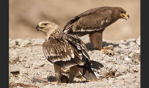 Kaiseradler (Aquila heliaca)