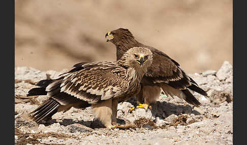 Kaiseradler (Aquila heliaca)