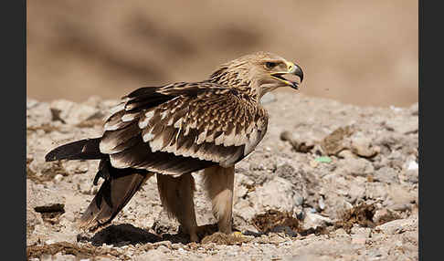 Kaiseradler (Aquila heliaca)