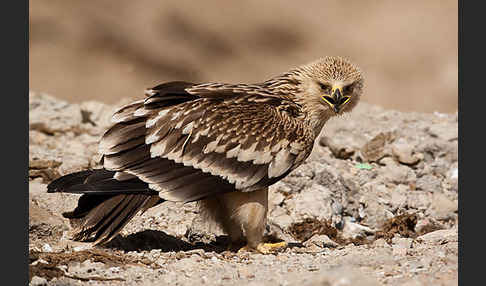 Kaiseradler (Aquila heliaca)