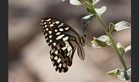 Zitrusschwalbenschwanz (Papilio demodocus)