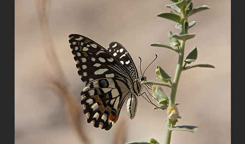 Zitrusschwalbenschwanz (Papilio demodocus)