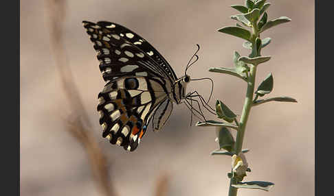 Zitrusschwalbenschwanz (Papilio demodocus)