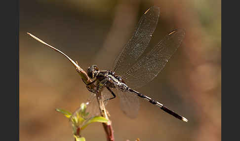 Schlanker Blaupfeil (Orthetrum sabina)