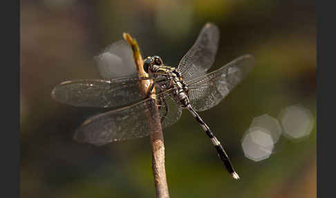 Schlanker Blaupfeil (Orthetrum sabina)