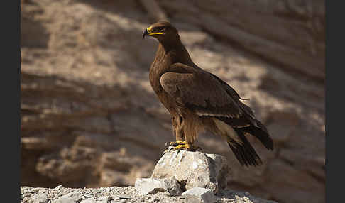 Steppenadler (Aquila nipalensis)