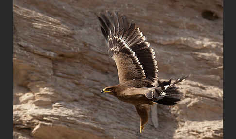 Steppenadler (Aquila nipalensis)