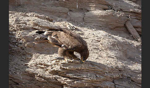 Steppenadler (Aquila nipalensis)