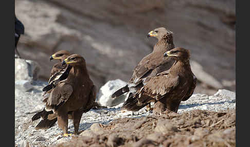 Steppenadler (Aquila nipalensis)