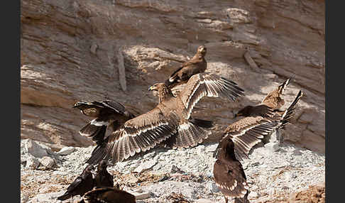 Steppenadler (Aquila nipalensis)