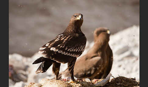 Schelladler (Aquila clanga)