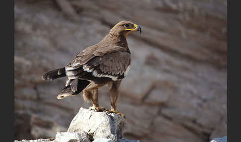 Steppenadler (Aquila nipalensis)