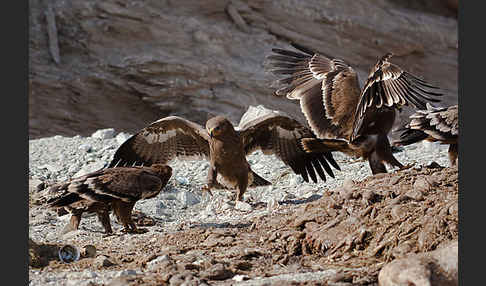 Steppenadler (Aquila nipalensis)