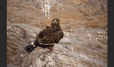 Steppenadler (Aquila nipalensis)