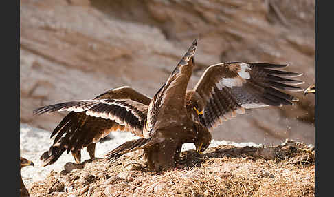 Steppenadler (Aquila nipalensis)