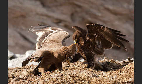 Steppenadler (Aquila nipalensis)