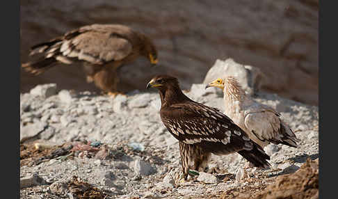 Schmutzgeier (Neophron percnopterus)