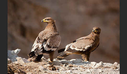 Steppenadler (Aquila nipalensis)