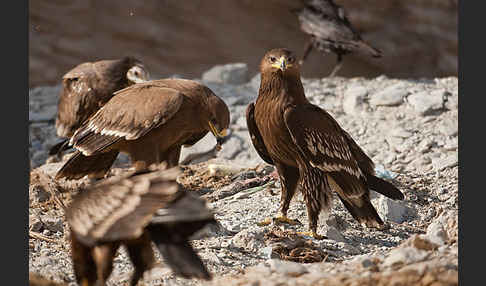 Steppenadler (Aquila nipalensis)