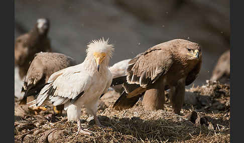 Steppenadler (Aquila nipalensis)