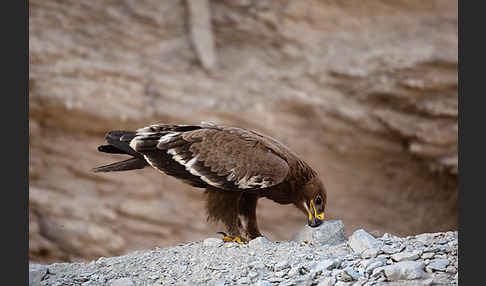 Steppenadler (Aquila nipalensis)