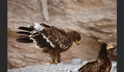 Steppenadler (Aquila nipalensis)