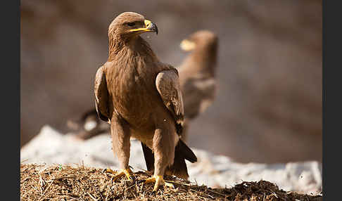 Steppenadler (Aquila nipalensis)