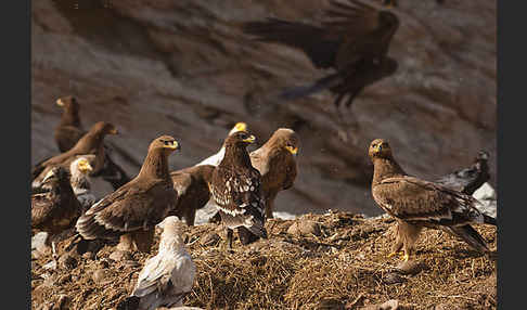 Steppenadler (Aquila nipalensis)