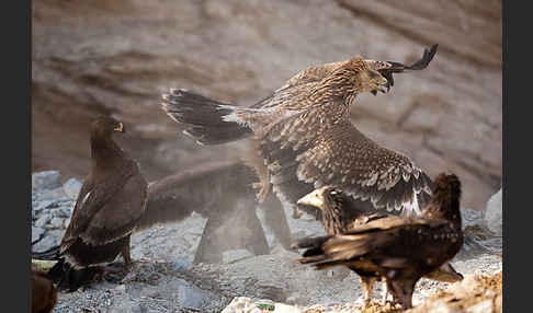 Kaiseradler (Aquila heliaca)