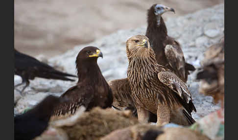 Kaiseradler (Aquila heliaca)