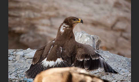 Steppenadler (Aquila nipalensis)