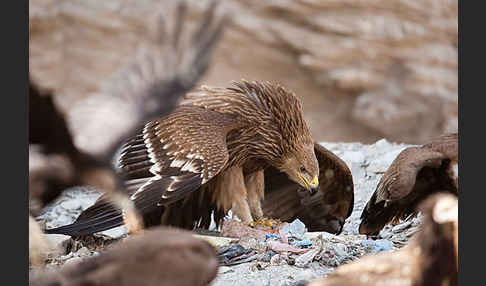 Kaiseradler (Aquila heliaca)