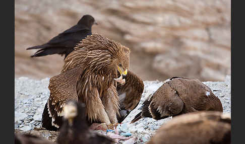 Kaiseradler (Aquila heliaca)