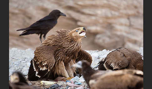 Kaiseradler (Aquila heliaca)