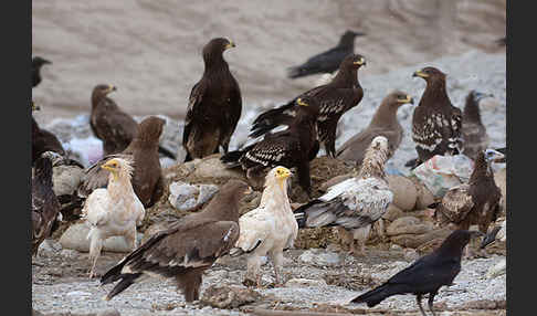 Steppenadler (Aquila nipalensis)