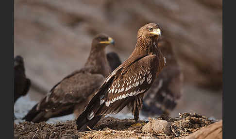 Steppenadler (Aquila nipalensis)