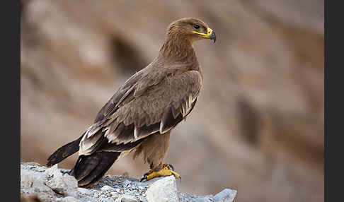 Steppenadler (Aquila nipalensis)