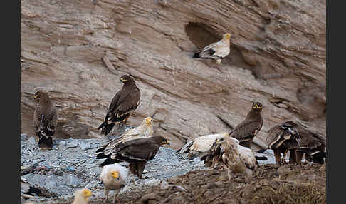 Steppenadler (Aquila nipalensis)