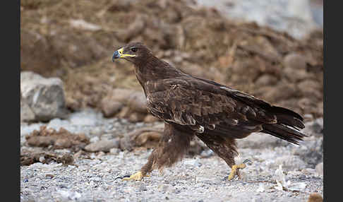 Steppenadler (Aquila nipalensis)