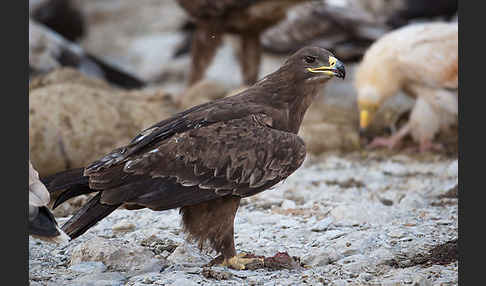 Steppenadler (Aquila nipalensis)