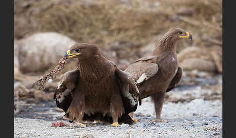 Steppenadler (Aquila nipalensis)