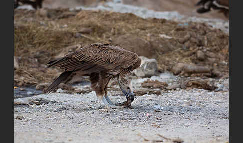 Ohrengeier (Aegypius tracheliotus)