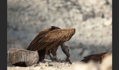 Ohrengeier (Aegypius tracheliotus)