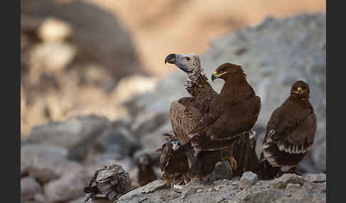 Ohrengeier (Aegypius tracheliotus)